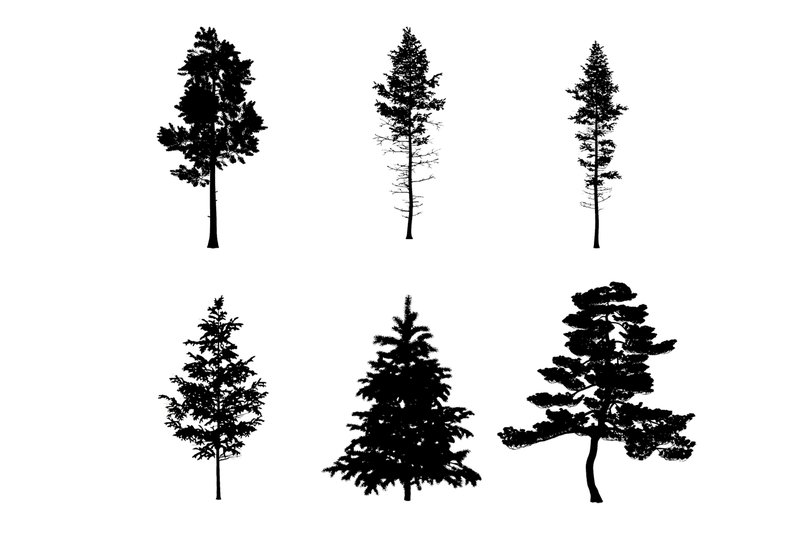 6 Pine Tree Photoshop Brushes (by Miss Chatz)