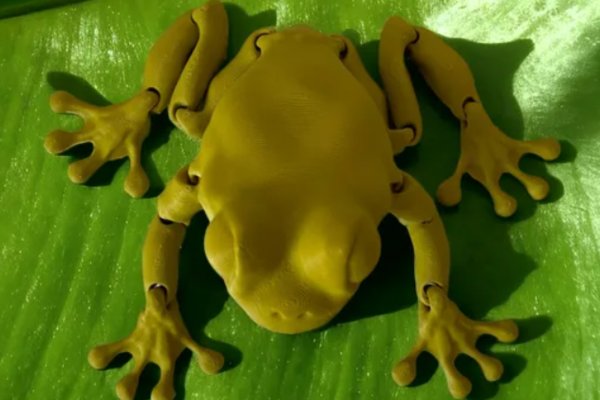 Articulated Clean Frog (by MELS3DLABS)