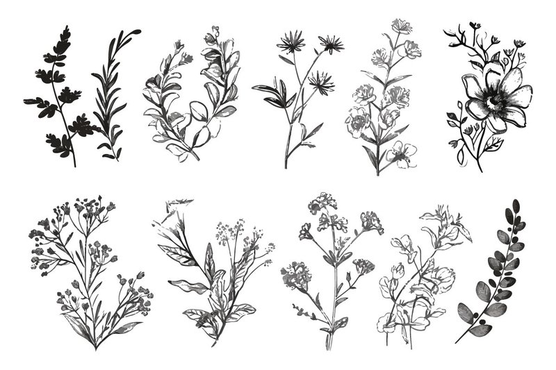Botanical Wildflower Floral Line Art Set (by pixeness)