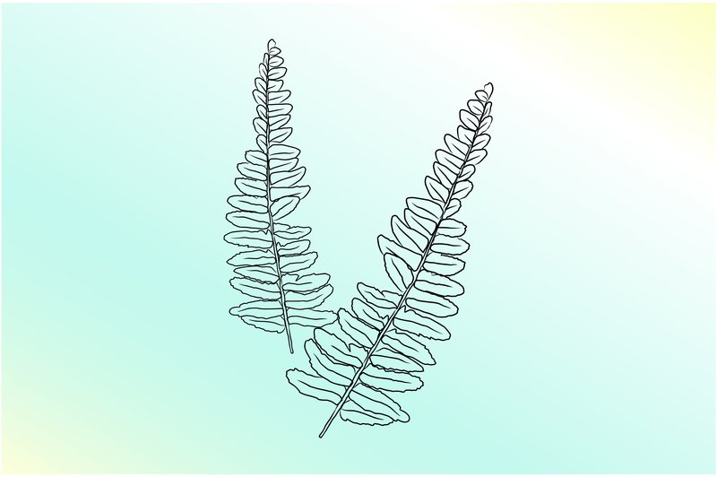 Ferns Hand Drawing Line Art (by kareemov1000)