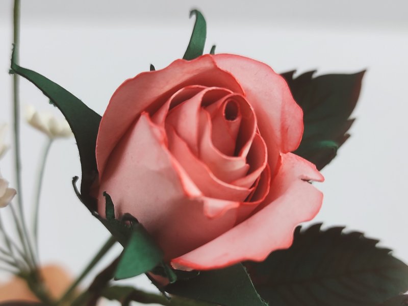 Paper Flower Two Tone Rose Bud Template (by Bloomingdale Collections)