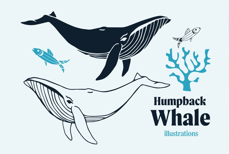 Humpback Whale Vector Illustrations (by Anna Karoline)