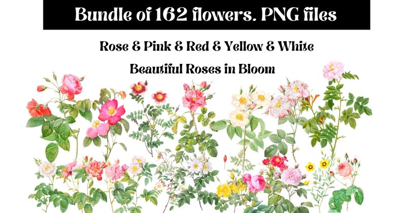 162 Vintage Roses Illustrations (by Aneta Design)