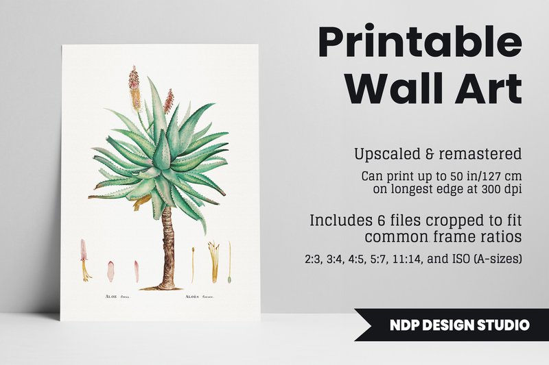 Vintage Botanical Printable Art - Aloe (by NDP Design Studio)